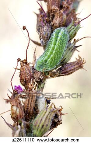 Stock Image - Gossamer winged butterfly larva. Fotosearch
