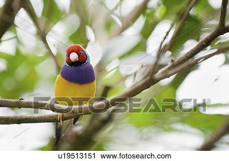 Gouldian finch female View Large Photo Image Stock Image - Gouldian finch female. Fotosearch