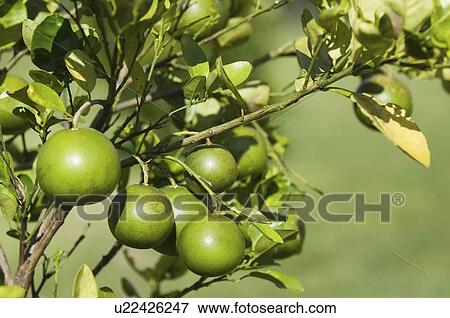 Grapefruit tree View Large Photo Image Stock Photo - Grapefruit tree. Fotosearch