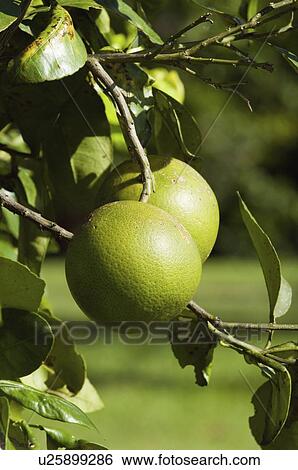 Grapefruit tree View Large Photo Image Stock Photograph - Grapefruit tree. Fotosearch