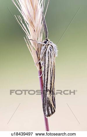 Stock Photo - Grass moth. Fotosearch
