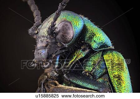 Stock Photography - Green Blister beetle portrait. Fotosearch
