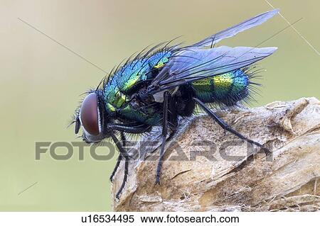 Stock Photography - Green bottle fly. Fotosearch