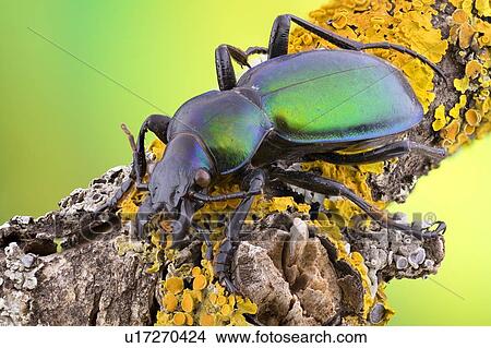 Picture - Green carabid beetle. Fotosearch