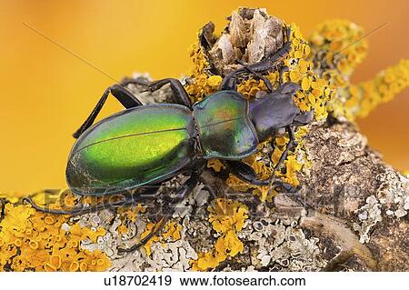 Stock Photo - Green carabid beetle. Fotosearch