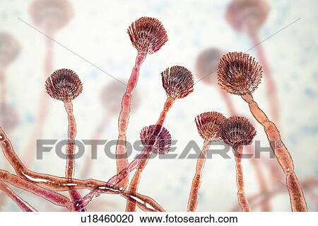 Stock Image - Green mould conidiophores, illustration. Fotosearch