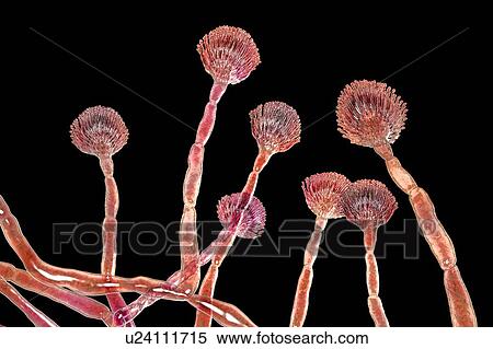 Stock Photography - Green mould conidiophores, illustration. Fotosearch