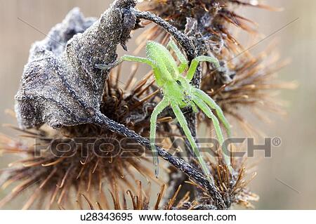 Green nursery web spider View Large Photo Image Stock Photography - Green nursery web spider. Fotosearch