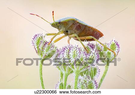 Stock Photograph - Green shield bug. Fotosearch