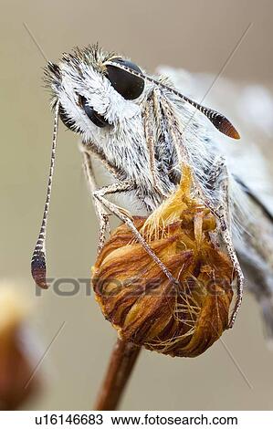 Stock Image - Grizzled skipper. Fotosearch
