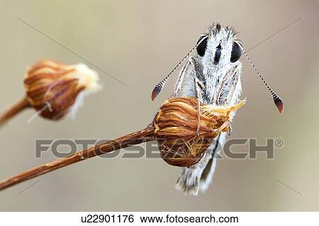 Grizzled skipper View Large Photo Image Stock Photograph - Grizzled skipper. Fotosearch