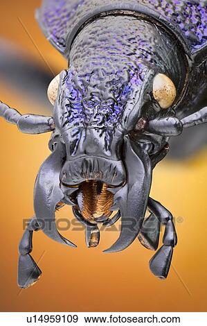 Ground beetle View Large Photo Image Stock Photo - Ground beetle. Fotosearch