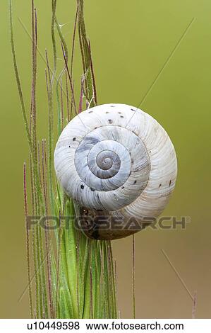 Ground snail View Large Photo Image Stock Photo - Ground snail. Fotosearch