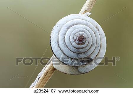 Ground snail View Large Photo Image Stock Photo - Ground snail. Fotosearch