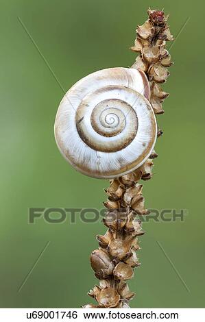 Stock Photograph - Ground snail. Fotosearch