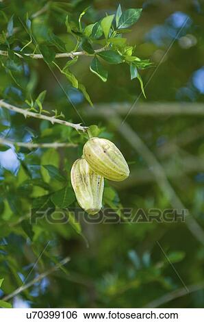 Stock Photograph - Guajilote fruit. Fotosearch