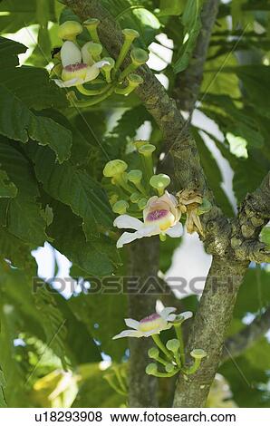 Stock Photo - Gustavia flowers. Fotosearch