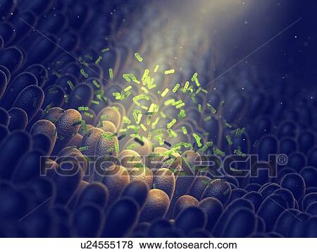 Stock Photo - Gut flora, illustration. Fotosearch