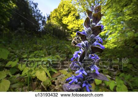 Stock Image - Habropoda ajuga reptans flowers with bee. Fotosearch