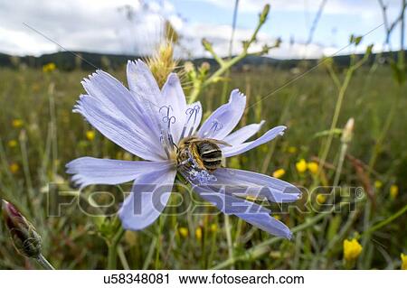 Habropoda bee View Large Photo Image Stock Image - Habropoda bee. Fotosearch