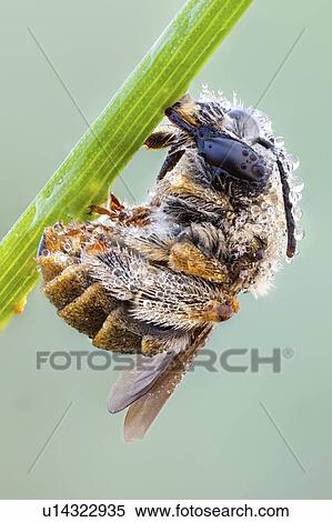 Habropoda bee View Large Photo Image Stock Photography - Habropoda bee. Fotosearch
