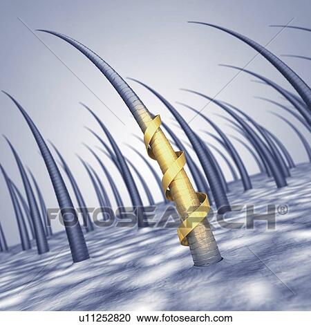 Stock Image - Hair care, conceptual illustration. Fotosearch