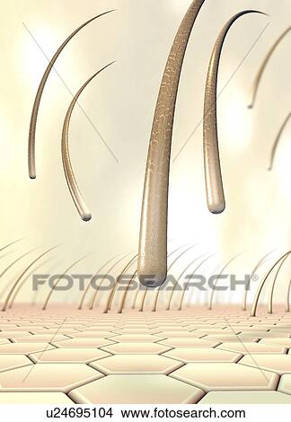 Picture - Hair loss, conceptual illustration. Fotosearch