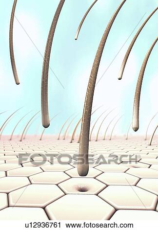 Hair loss, conceptual illustration View Large Photo Image Stock Image - Hair loss, conceptual illustration. Fotosearch