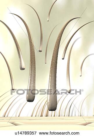 Hair loss, conceptual illustration View Large Photo Image Stock Photo - Hair loss, conceptual illustration. Fotosearch
