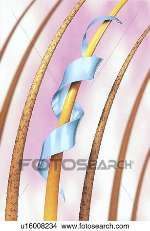 Picture - Hair repair, illustration. Fotosearch