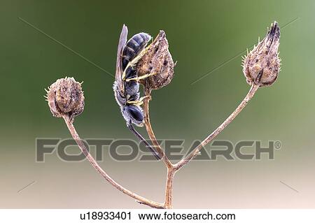 Stock Image - Halictid bee. Fotosearch