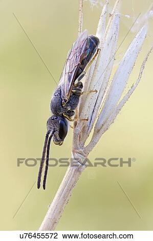 Halictid bee View Large Photo Image Stock Image - Halictid bee. Fotosearch
