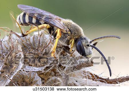 Halictid bee View Large Photo Image Stock Photo - Halictid bee. Fotosearch
