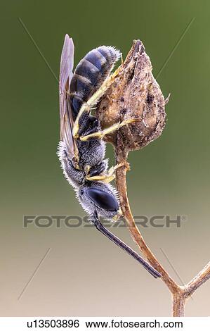 Halictid bee View Large Photo Image Stock Photograph - Halictid bee. Fotosearch