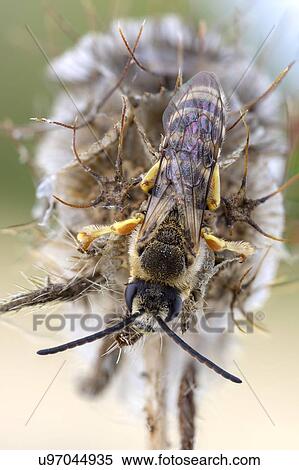 Halictid bee View Large Photo Image Stock Photography - Halictid bee. Fotosearch