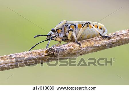 Harlequin bug View Large Photo Image Stock Photo - Harlequin bug. Fotosearch
