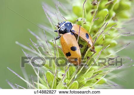 Harlequin ladybird on yellow foxtail grass View Large Photo Image Stock Photo - Harlequin ladybird on yellow foxtail grass. Fotosearch