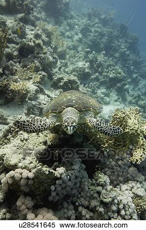 Hawksbill sea turtle View Large Photo Image Stock Photography - Hawksbill sea turtle. Fotosearch