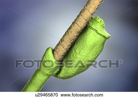 Stock Image - Head louse nits, illustration. Fotosearch