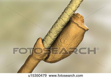 Stock Photo - Head louse nits, illustration. Fotosearch