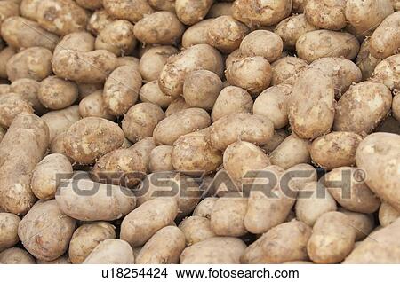 Heap of potatoes View Large Photo Image Picture - Heap of potatoes. Fotosearch