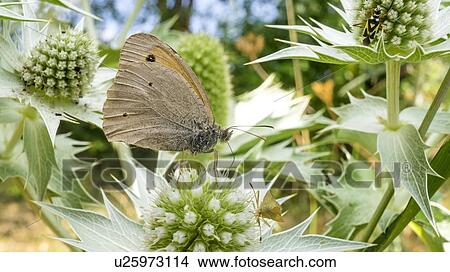 Heat butterfly View Large Photo Image Picture - Heat butterfly. Fotosearch