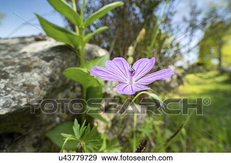Stock Photo - Hedgerow Cranesbill (Geranium pyrenaicum) flower. Fotosearch