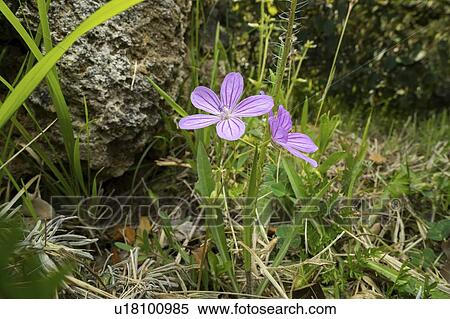 Stock Photography - Hedgerow cranesbill (Geranium pyrenaicum) flower. Fotosearch