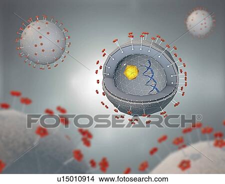 Hepatitis virus, illustration View Large Photo Image Picture - Hepatitis virus, illustration. Fotosearch