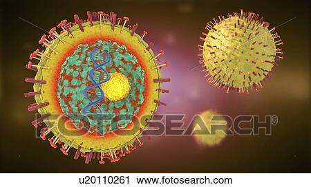 Hepatitis virus, illustration View Large Photo Image Stock Image - Hepatitis virus, illustration. Fotosearch
