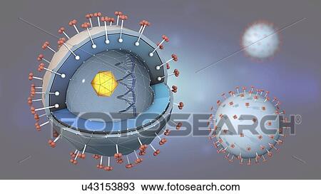 Stock Image - Hepatitis virus, illustration. Fotosearch