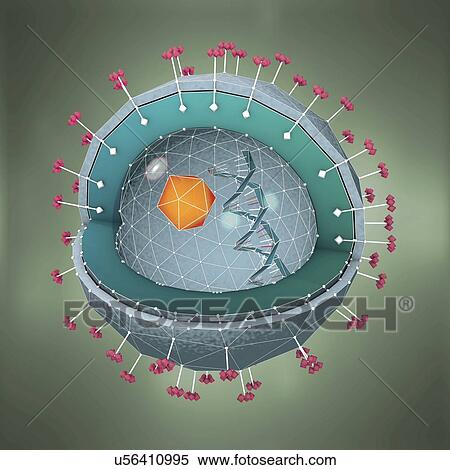 Stock Photography - Hepatitis virus, illustration. Fotosearch