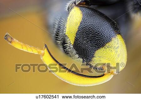 Hindleg of a Brachymeria parasitic wasp View Large Photo Image Stock Image - Hindleg of a Brachymeria parasitic wasp. Fotosearch