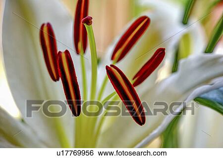Hippeastrum stamens View Large Photo Image Stock Photograph - Hippeastrum stamens. Fotosearch